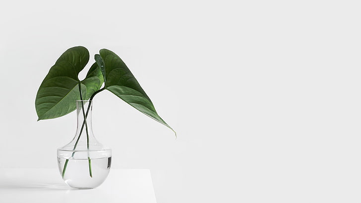 photography, plants, white, table, vases, plant part, leaf, HD wallpaper
