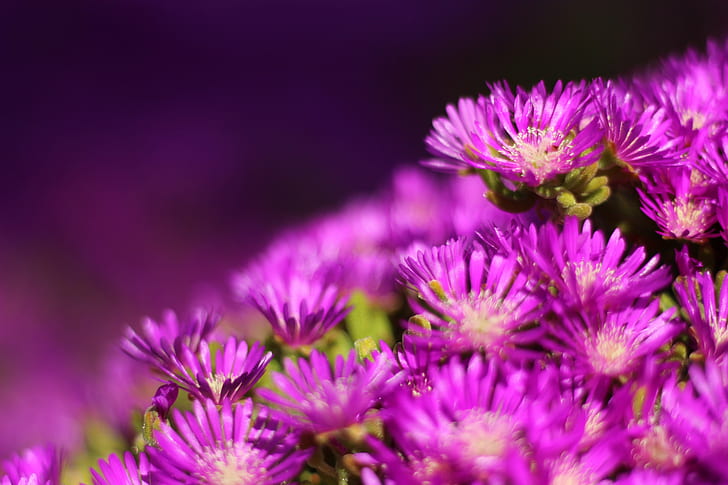 purple flower, f1.8, flowers, nature, plant, close-up, macro, HD wallpaper