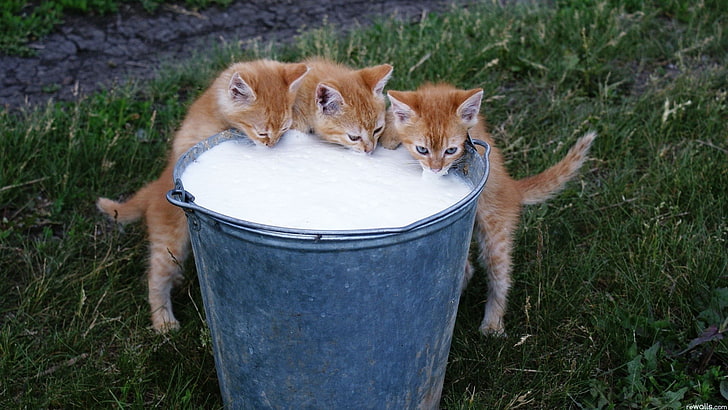 three orange kittens, cat, milk, animals, animal themes, mammal, HD wallpaper