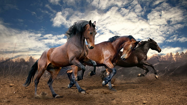 horses, running, ground, animals