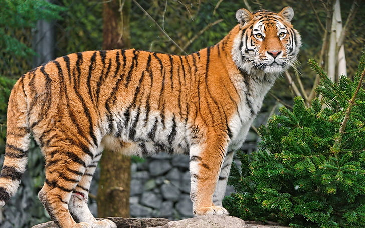 Superb tiger, photo of tiger, animals, 2560x1600 HD wallpaper