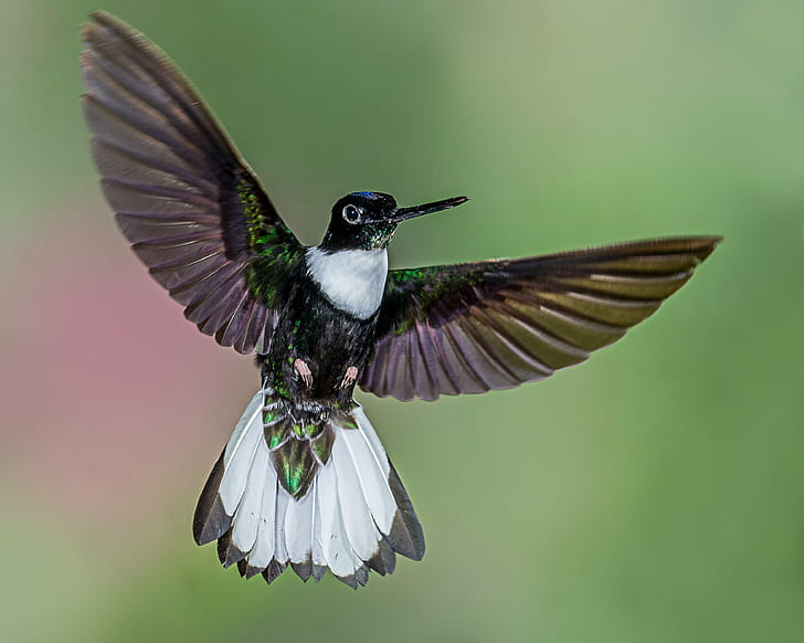 green and brown hummingbird, collared inca, collared inca, NGC