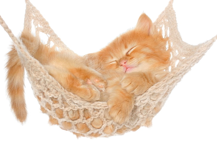 orange tabby kitten, cat, hammock, red, fluffy, domestic Cat, HD wallpaper