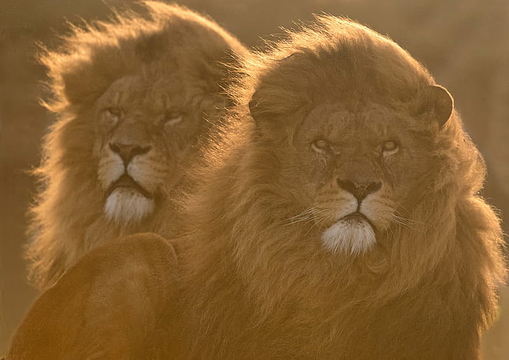 photography of two lions, lion - Feline, wildlife, undomesticated Cat, HD wallpaper