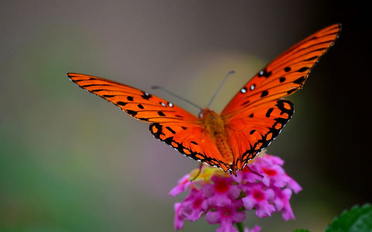 butterfly, nature, flowers, macro, HD wallpaper