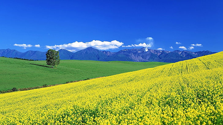 flower, yellow flowers, hillside, flower field, rape, rape field, HD wallpaper