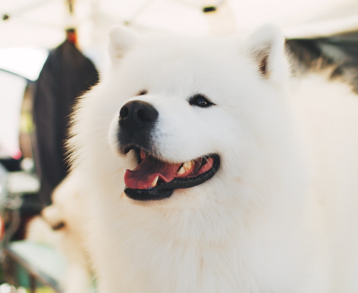 Droll White Fluffy Cute Puppies
