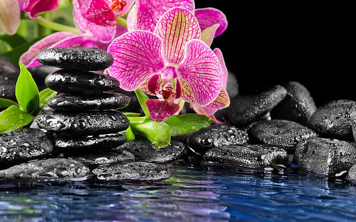 black stone lot, flower, water, stones, pink, Orchid, flat, drops on the rocks, HD wallpaper