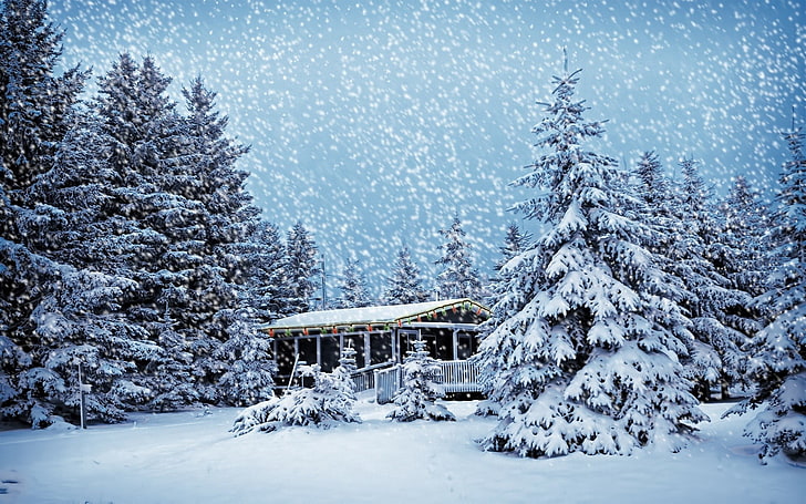 pine trees, winter, snow, cold temperature, scenics - nature, HD wallpaper