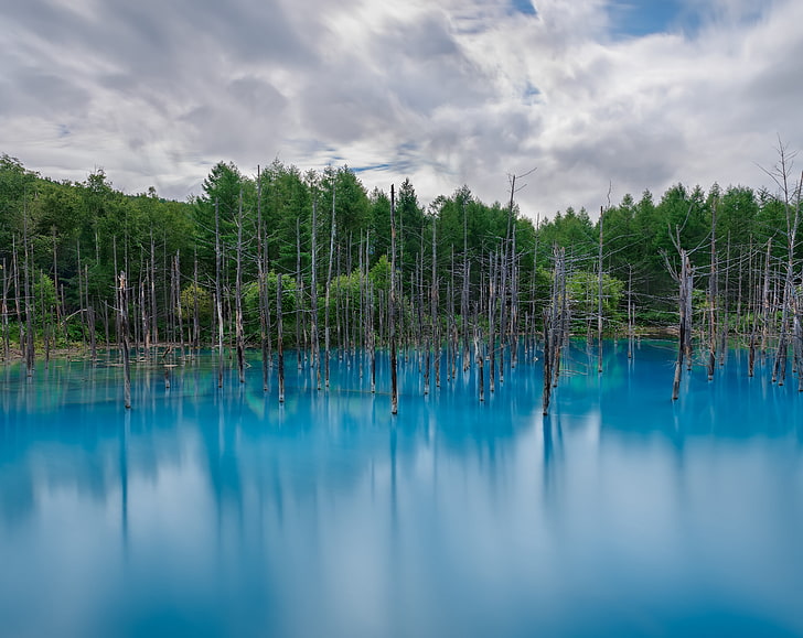 Flooded Forest, green leafed trees, Nature, Forests, Blue, Summer