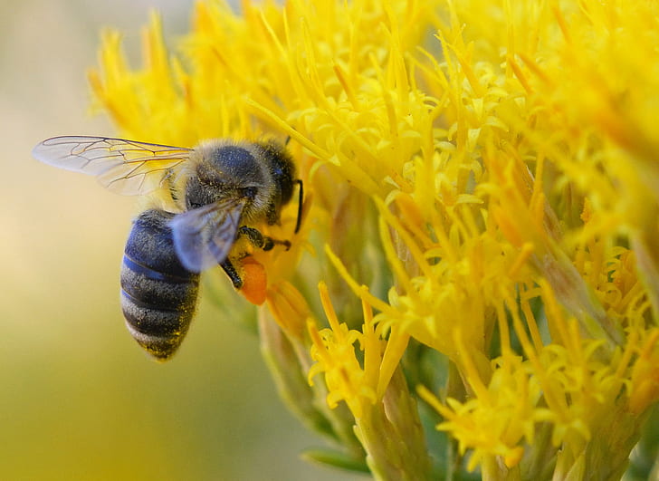 HD photography of gray and black bee on yellow flower, honey bee, rabbitbrush, honey bee, rabbitbrush, HD wallpaper