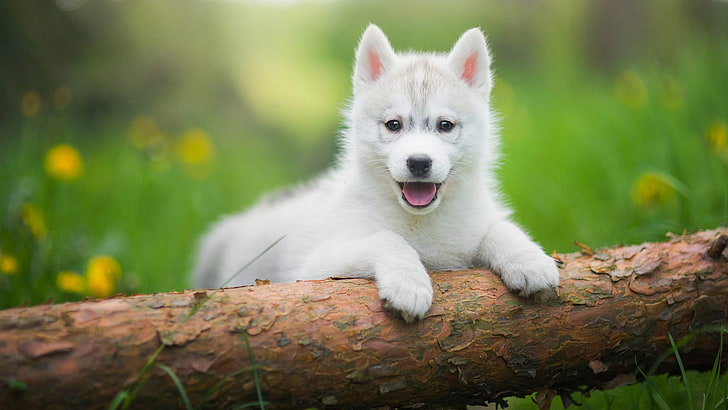 cute, dog, dog breed, siberian husky, mammal, husky baby, tamaskan dog, HD wallpaper