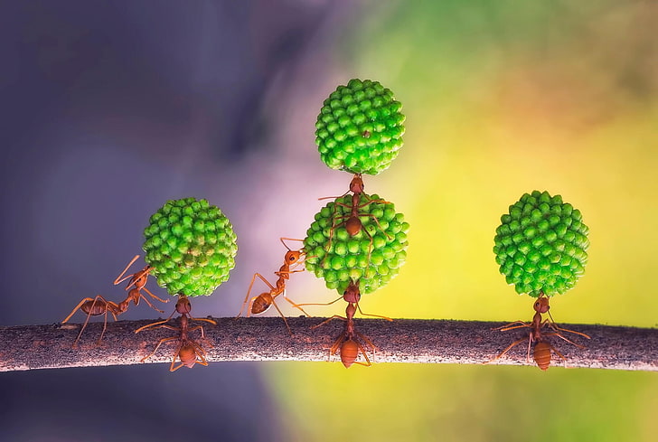 insect, ants, green color, close-up, growth, nature, beauty in nature, HD wallpaper
