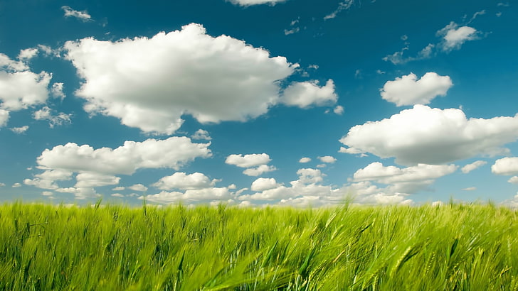 green grass field, nature, landscape, sky, plants, clouds, cloud - sky, HD wallpaper