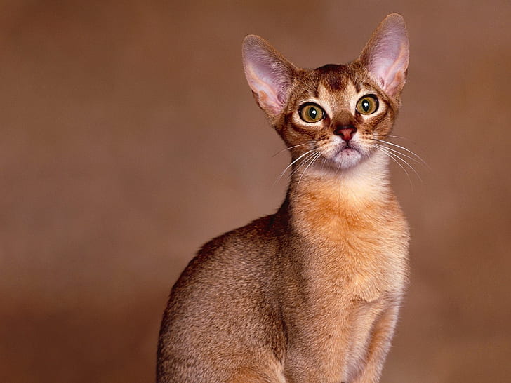 Abyssinian Cat Close Up, brown short coat cat, vigilant, cute, HD wallpaper