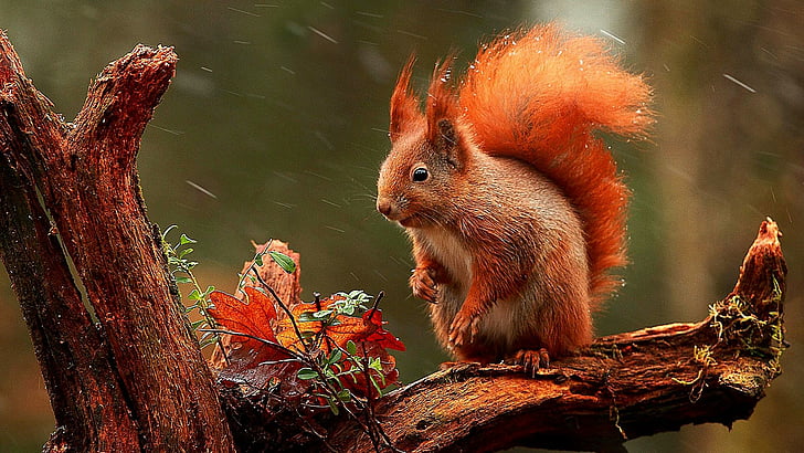 squirrel, snowing, tree, blurry, cute, HD wallpaper