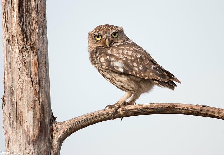brown owl on trunk during daytime, bird, animal, bird of Prey, HD wallpaper