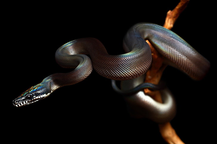 reptiles, snake, animals, nature, black background, animal themes, HD wallpaper