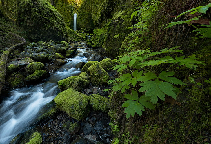 leaves, stream, stones, waterfall, moss, Oregon, Columbia River Gorge, HD wallpaper
