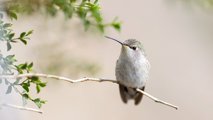 hummingbirds, animals, twigs, one animal, animal wildlife, animal themes