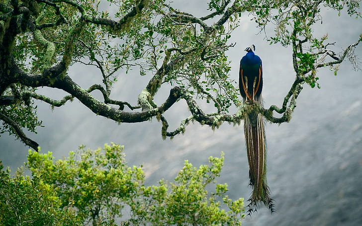 tree, bird, paint, branch, feathers, Sri Lanka, Yala national Park, HD wallpaper