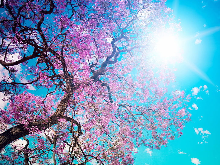 pink cherry blossom, o-hanami, blossom festival and to enjoy the cherry blossoms, HD wallpaper