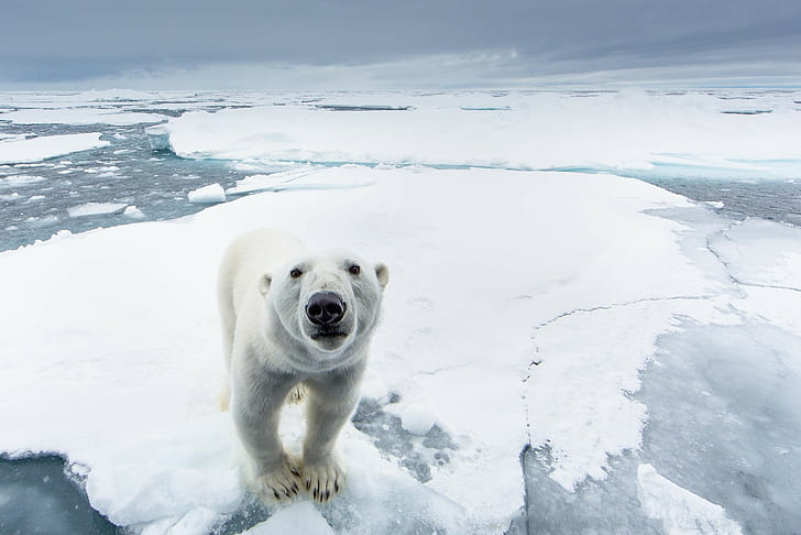 Polar bear, polar bear, snow, ice, predator, nature, north pole, HD wallpaper