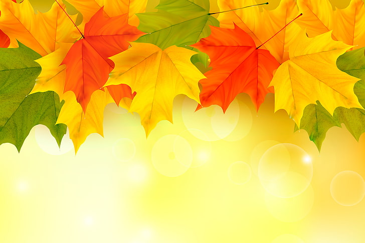 yellow, red, and green leaf, leaves, background, autumn, maple