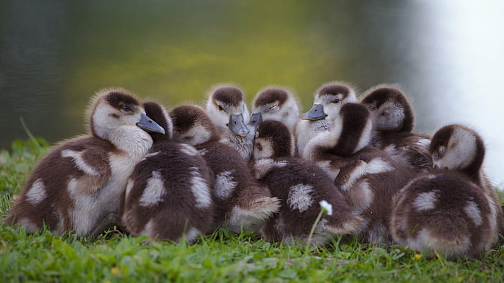 flock of ducklings, Schlossgarten, Schwetzingen, Egyptian goose