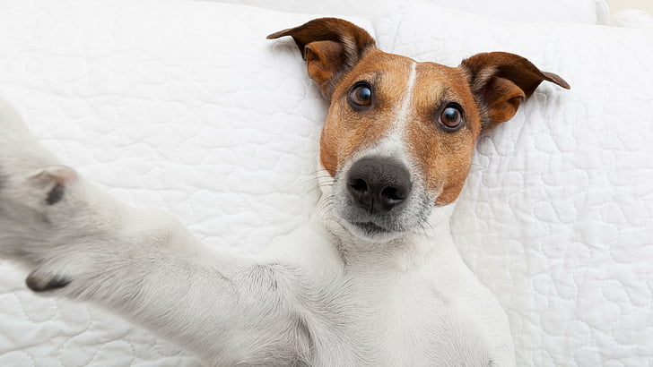 dog, funny, selfie, jack russel terrier, cute, cuteness, HD wallpaper