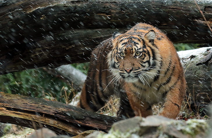 4K, Wild tiger, Sumatran tiger