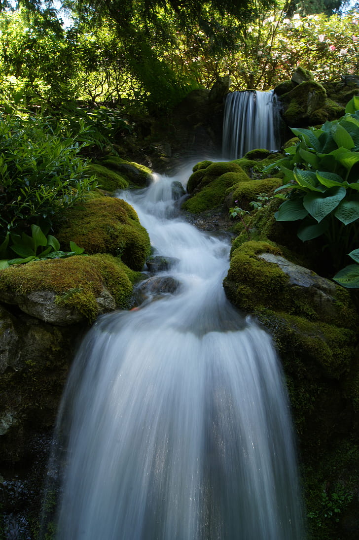 running water surrounded by green leaved trees during daytime, HD wallpaper
