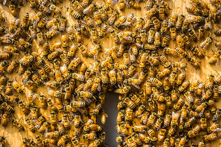 bees, insect, animals, invertebrate, group of animals, animal themes, HD wallpaper