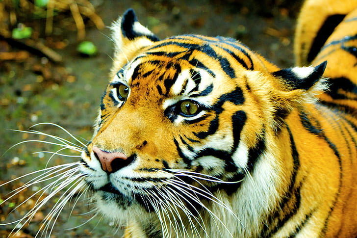 shallow focus photograph of tiger during daytime, Female, Sumatran Tiger, HD wallpaper