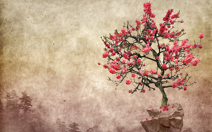 pink flowers, zen garden, plant, fragility, beauty in nature, HD wallpaper