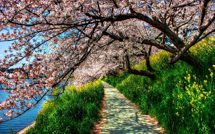 pink cherry blossom flowers, grass, trees, river, spring, hdr