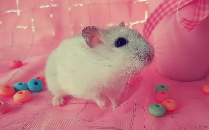white mice, mouse, decorative, baby, rodent, animal, pets, cute