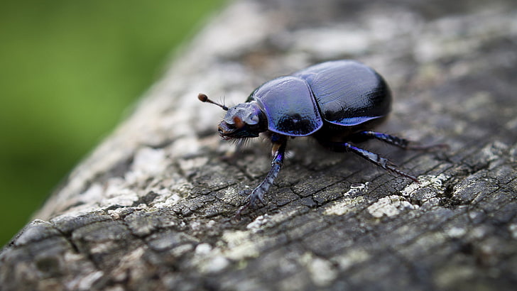 black beetle, insect, animals, macro, beetles, nature, animal themes