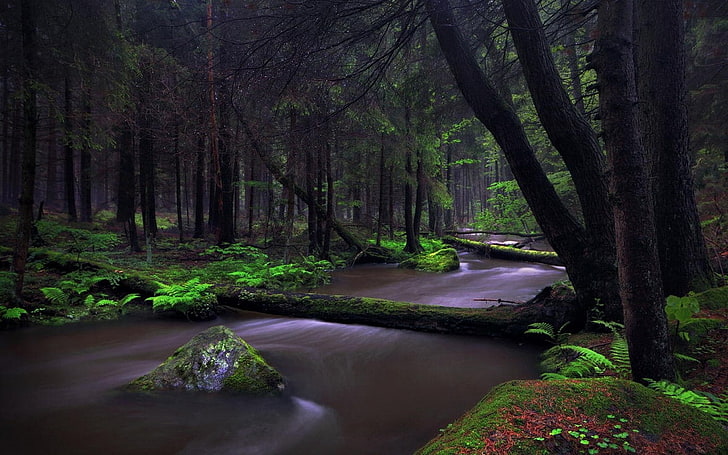 landscape, nature, forest, creeks, ferns, moss, Germany, trees