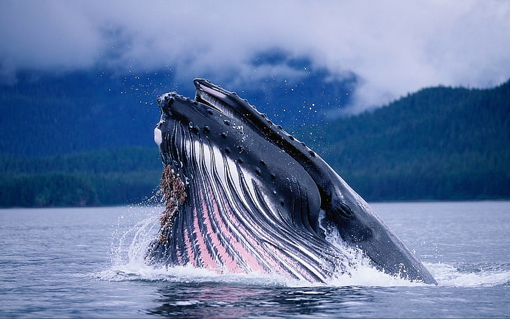 gray whale Shark, water, waves, sea, nature, humpback Whale, animal, HD wallpaper