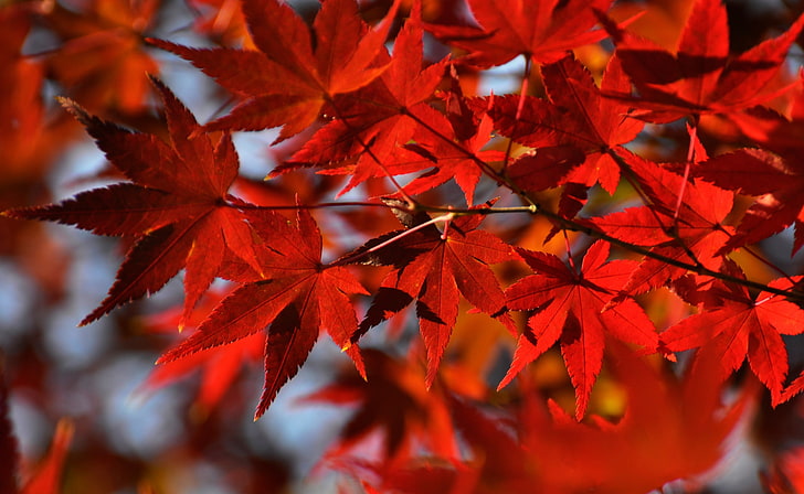 HD wallpaper: Red Japanese Maple Leaves, red maple leaf, Seasons, Autumn,  Nature | Wallpaper Flare