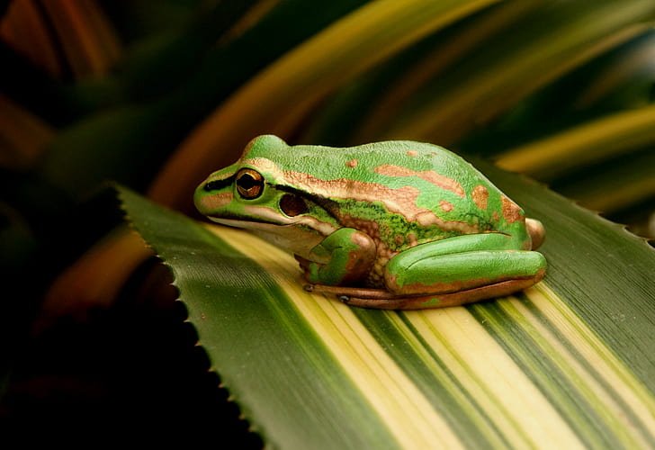 micro photography of green and brown frog, Green and Golden Bell Frog