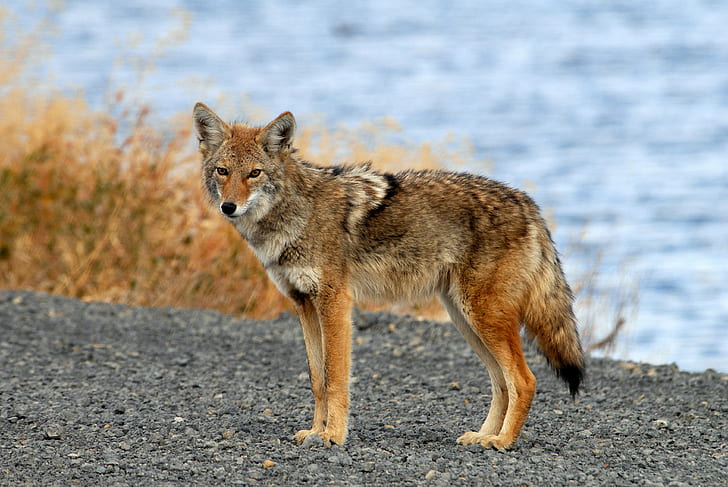brown and black fox near body of water during day time, coyote, tule lake, coyote, tule lake
