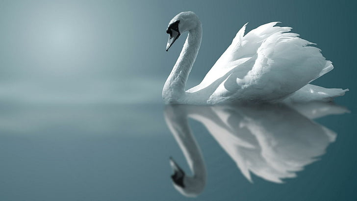 swan, bird, swim, lake