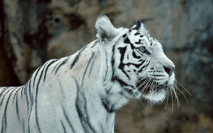 white tigers, animals, big cats, black, HD wallpaper