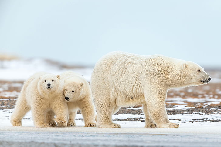 Bears, Polar Bear, Baby Animal, Cub, Wildlife, predator (Animal)