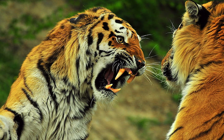 Not Now!!, cats, animals, tigers, mood, wild