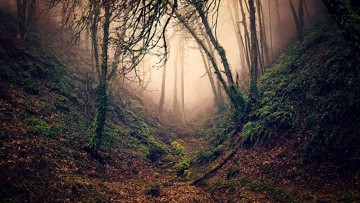 ravine-mist-trees-nature-forest-hd-wallp