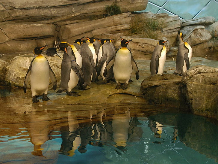 HD wallpaper: penguins rocks Penguin line-up Animals Other HD Art, water |  Wallpaper Flare