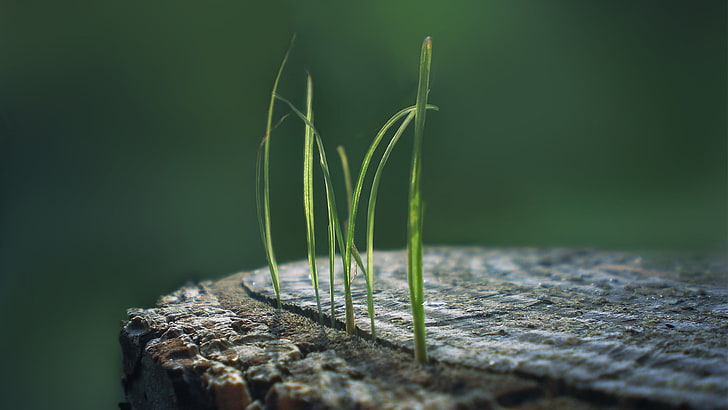 green grass, shallow focus photography of green grass, macro, HD wallpaper